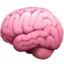 brain 🧠